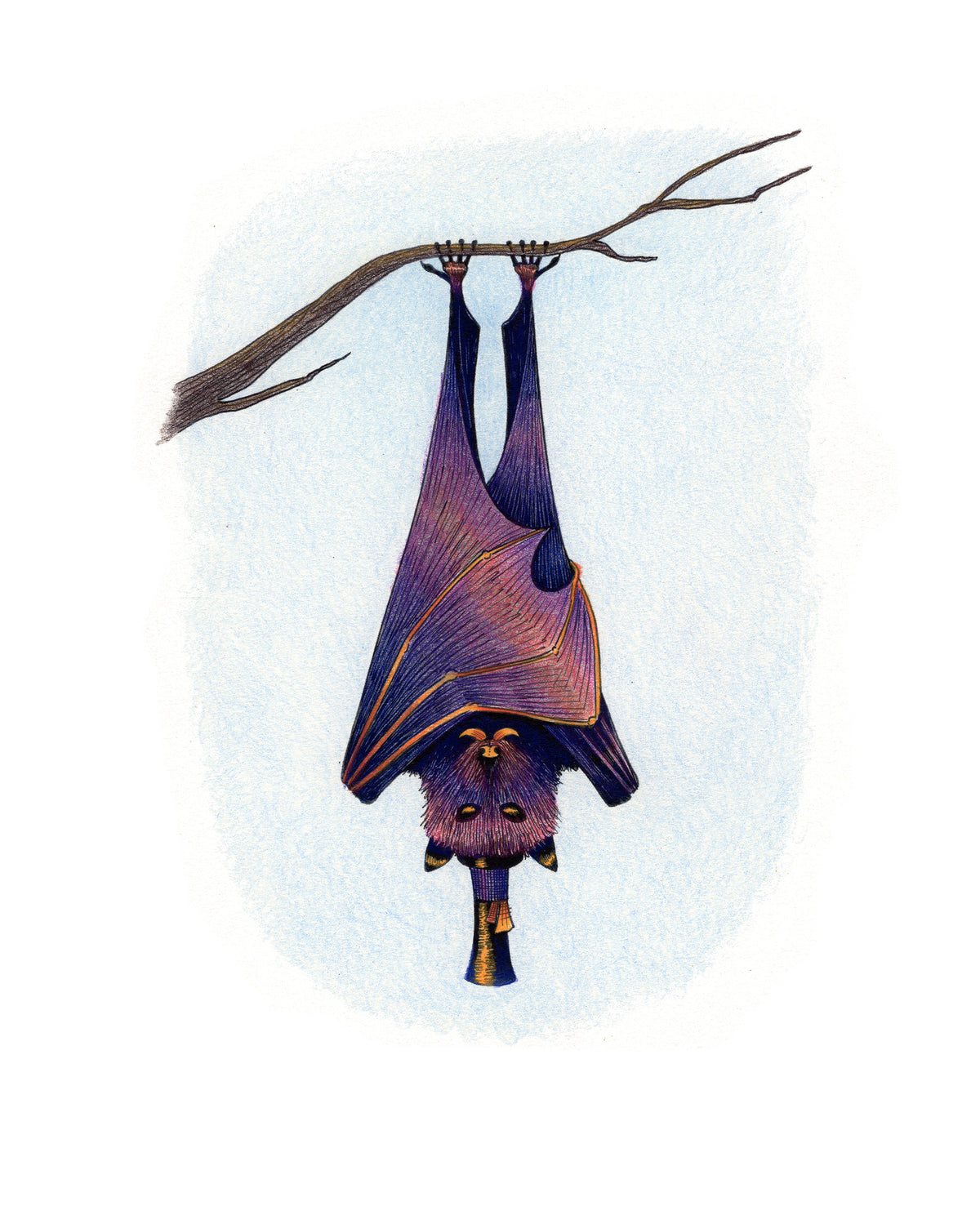 Dapper Bat Hand Colored Print