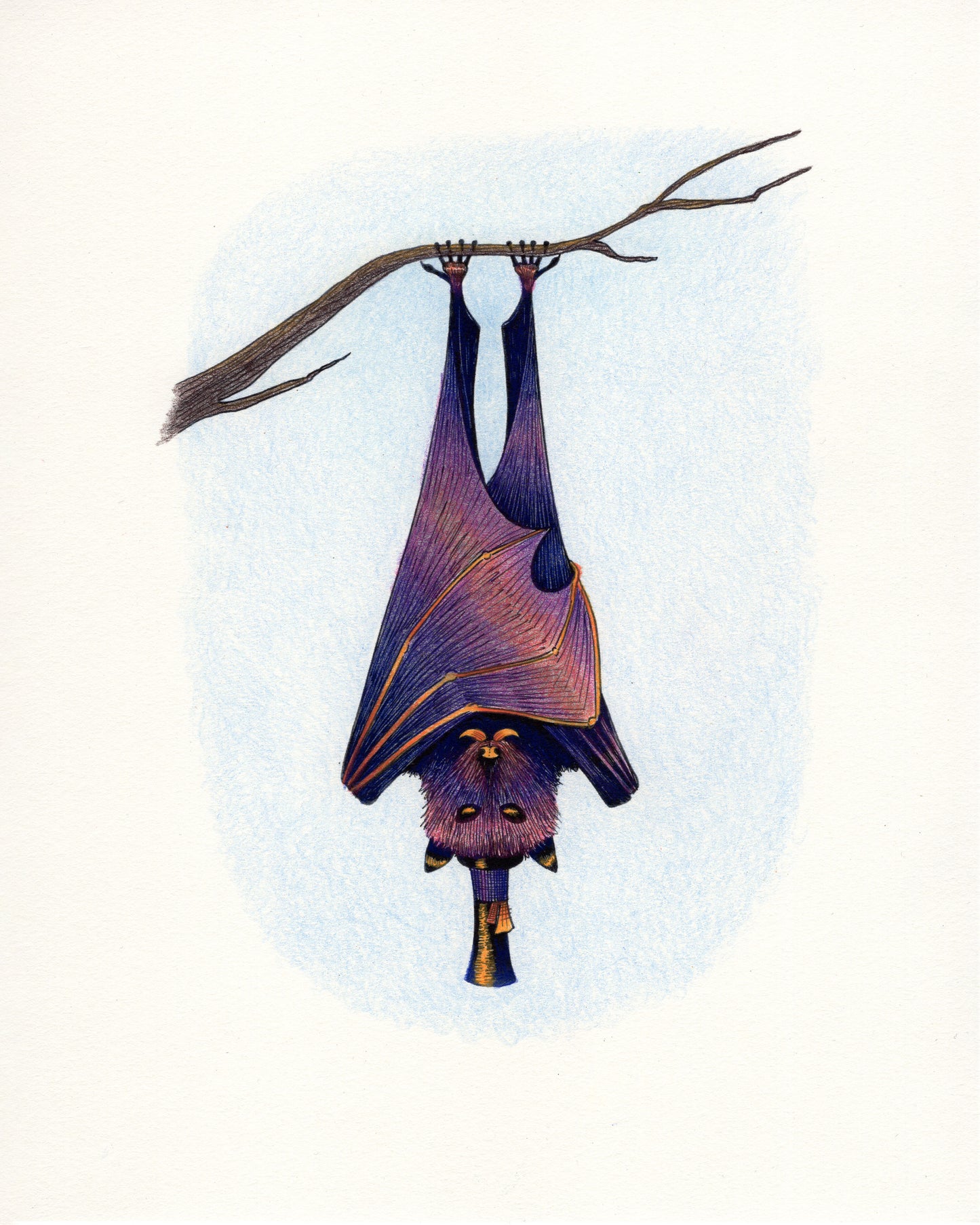 Dapper Bat Print