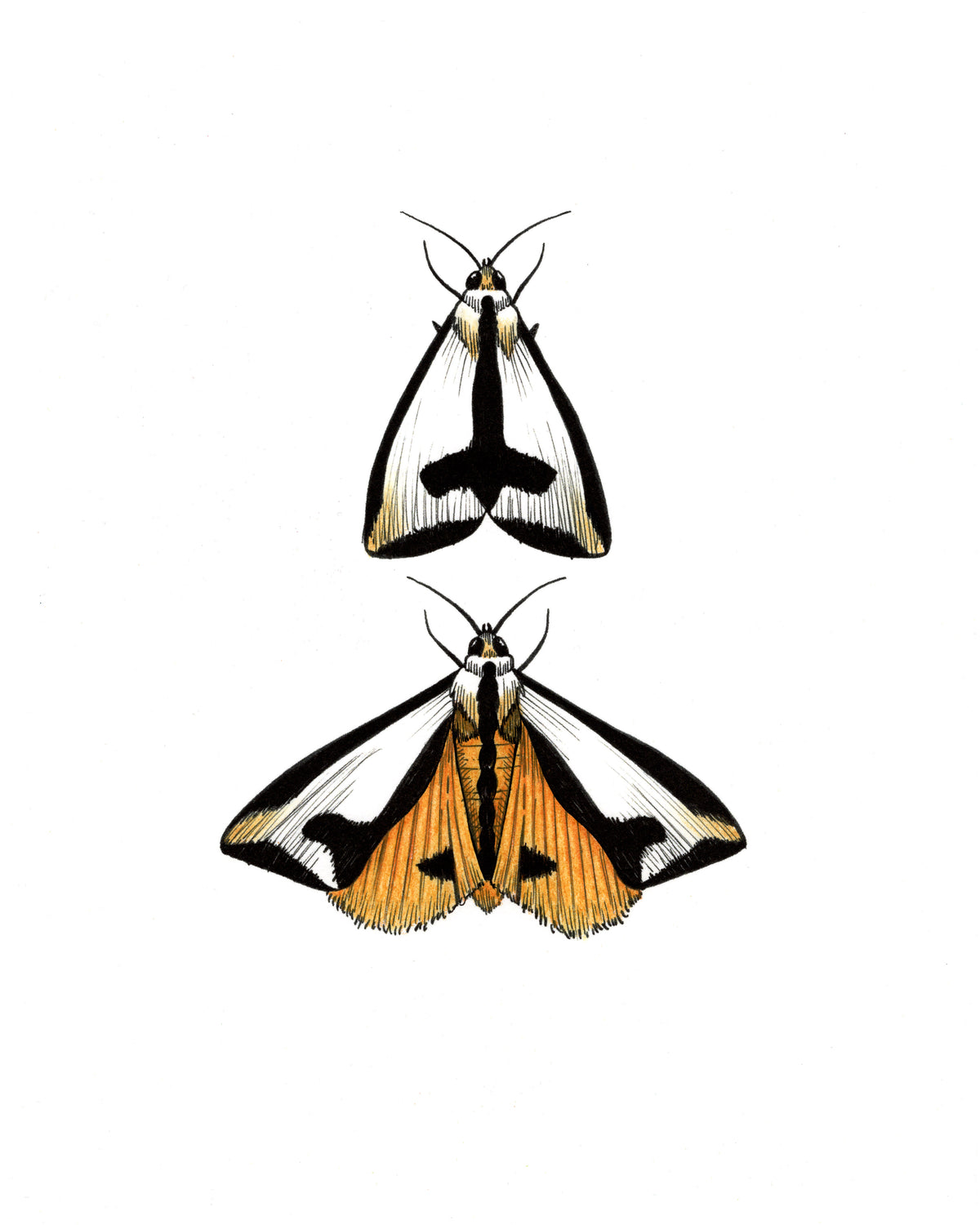 Couple-a Moths Hand Colored Print