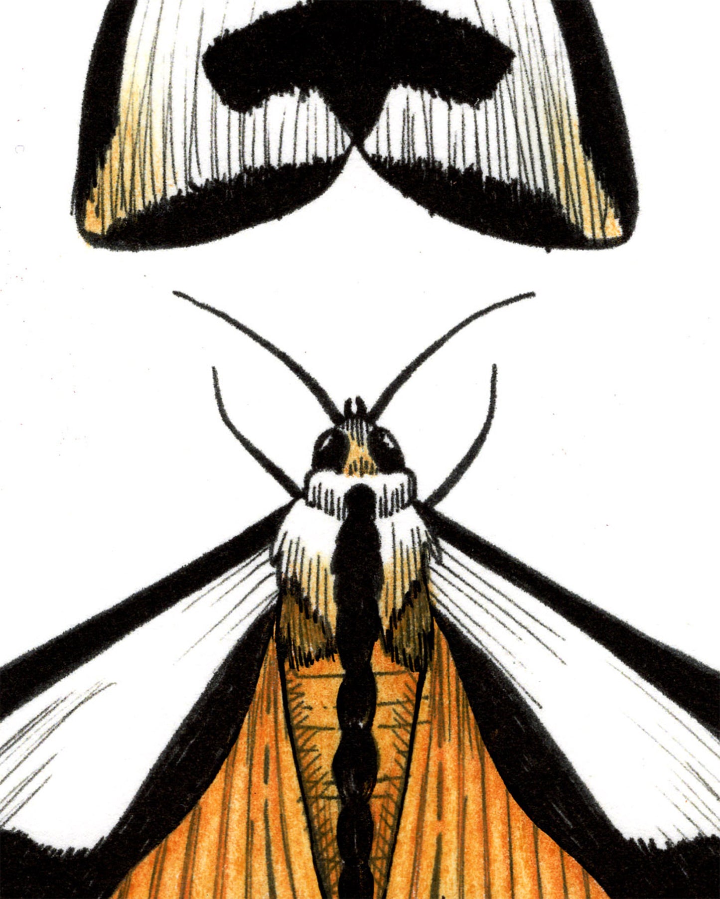 Couple-a Moths Print