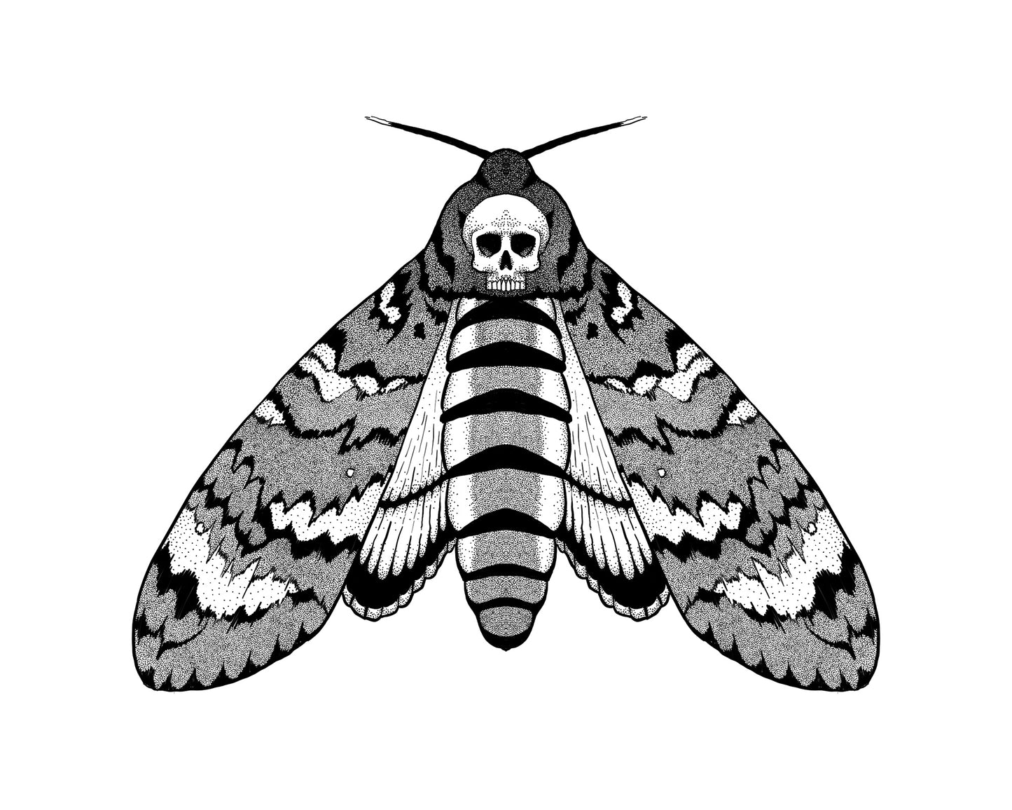Moth Greeting Card