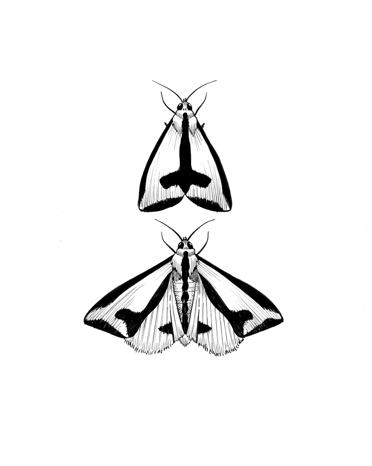 Couple-a Moths Original Sketch
