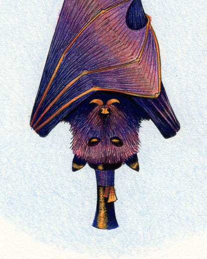 Dapper Bat Print