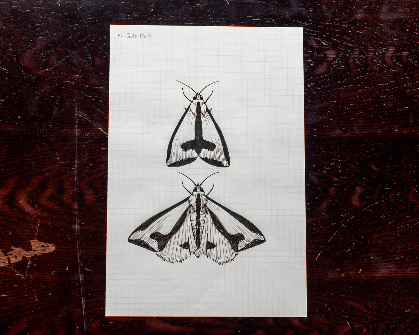 Moths Original Sketch