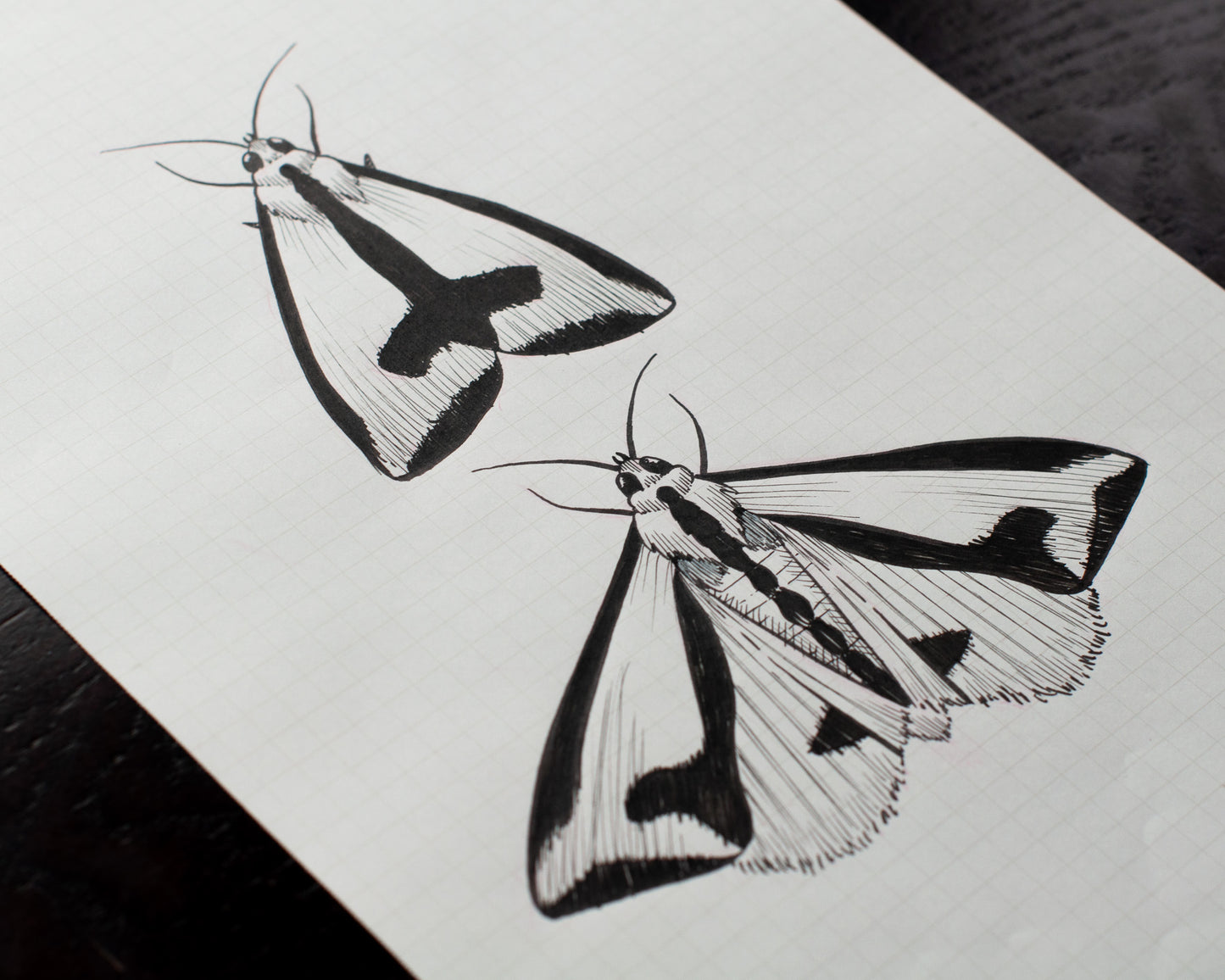 Moths Original Sketch