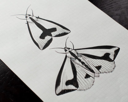 Moths Original Sketch