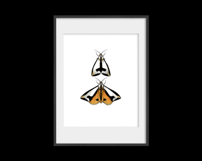 Couple-a Moths Print