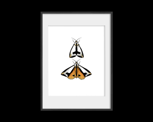 Couple-a Moths Print