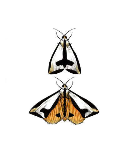 Couple-a Moths Print