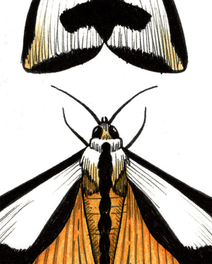 Couple-a Moths Print